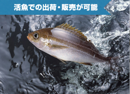 活魚での出荷・販売が可能